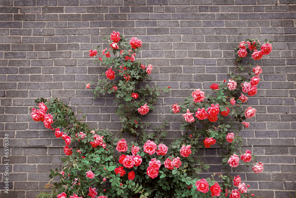 Obraz premium Roses on brick wall