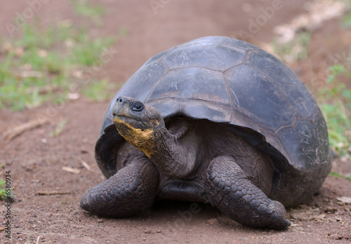 giant turtle, galapagos islands, ecuador © javarman