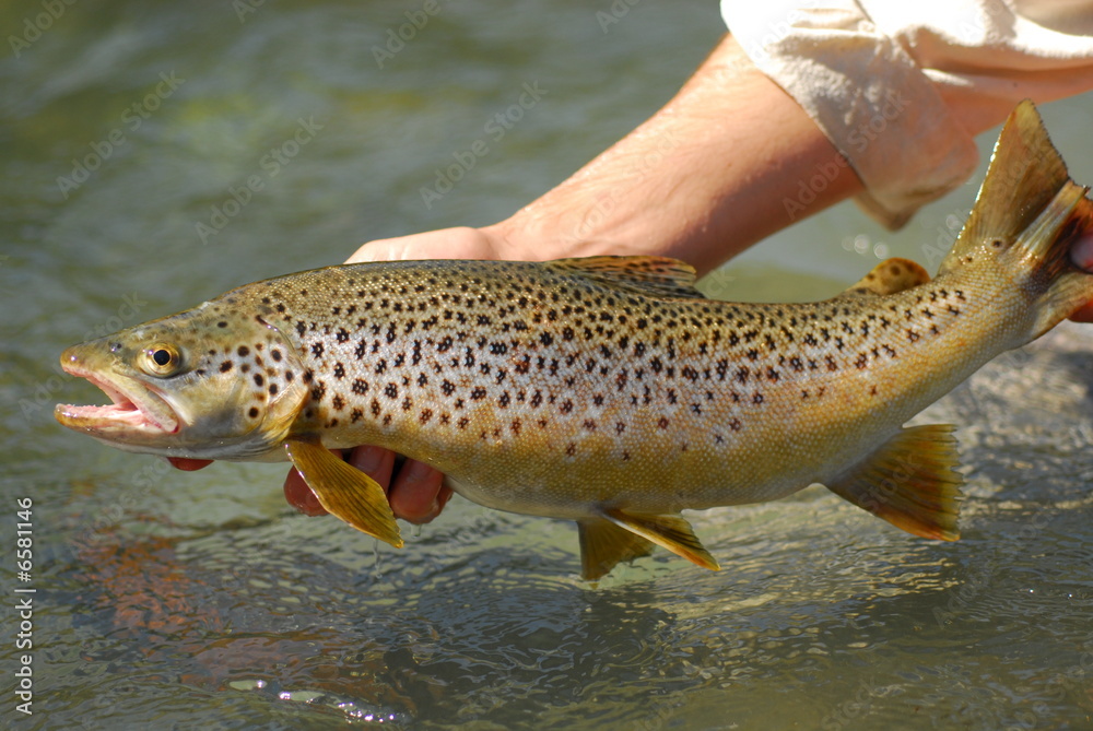 Brown trout Brown trout