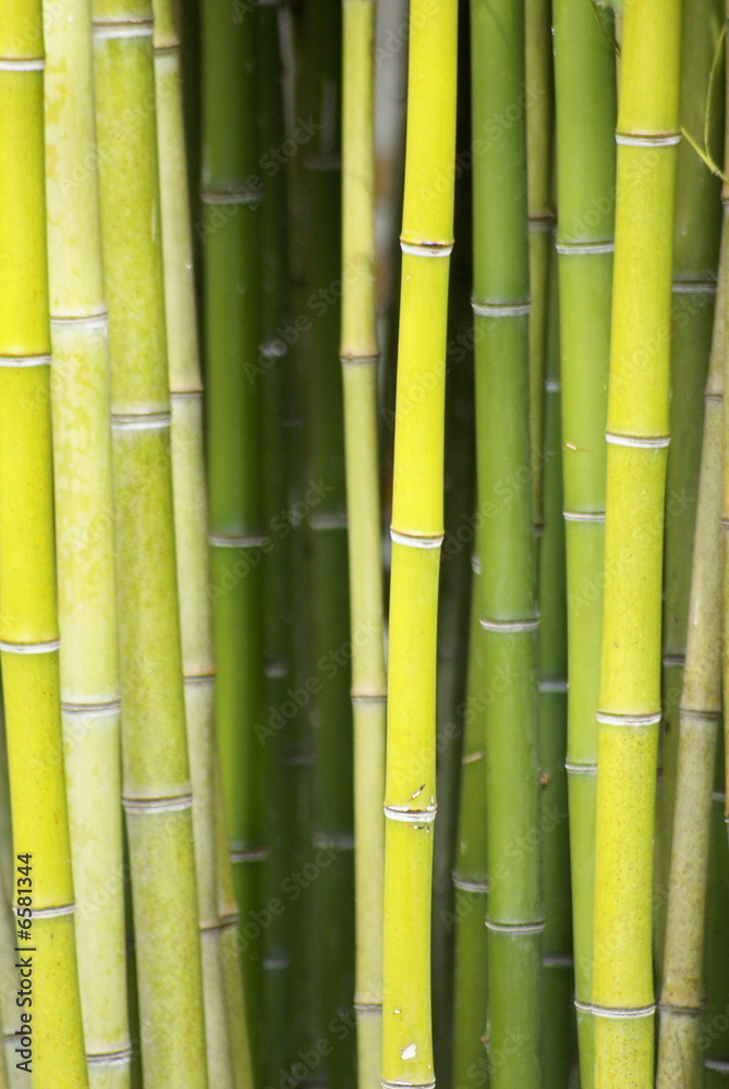 bambous verts bambous verts