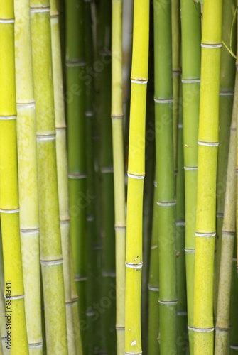 bambous verts