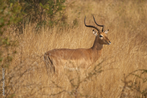 Impala Ram in grassland