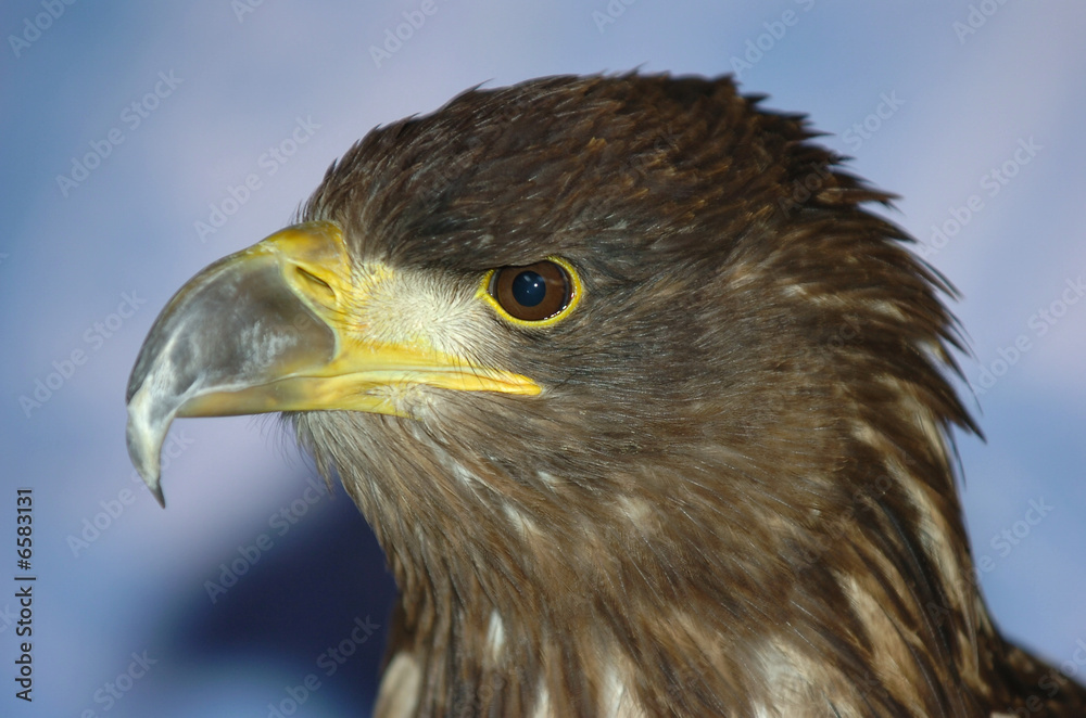 Obraz premium Eagle