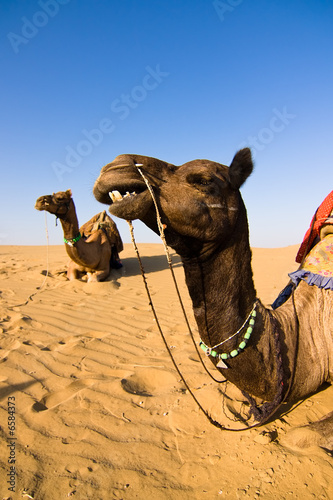 Camel in Thar desert