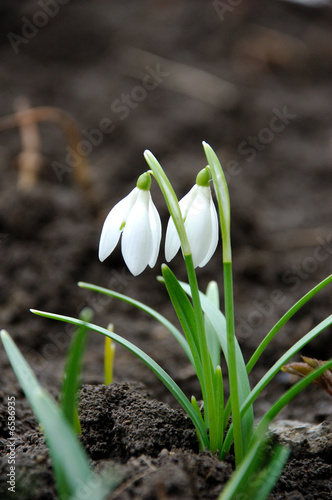 two snowdrops flower