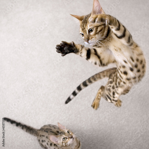 Jumping cat photo