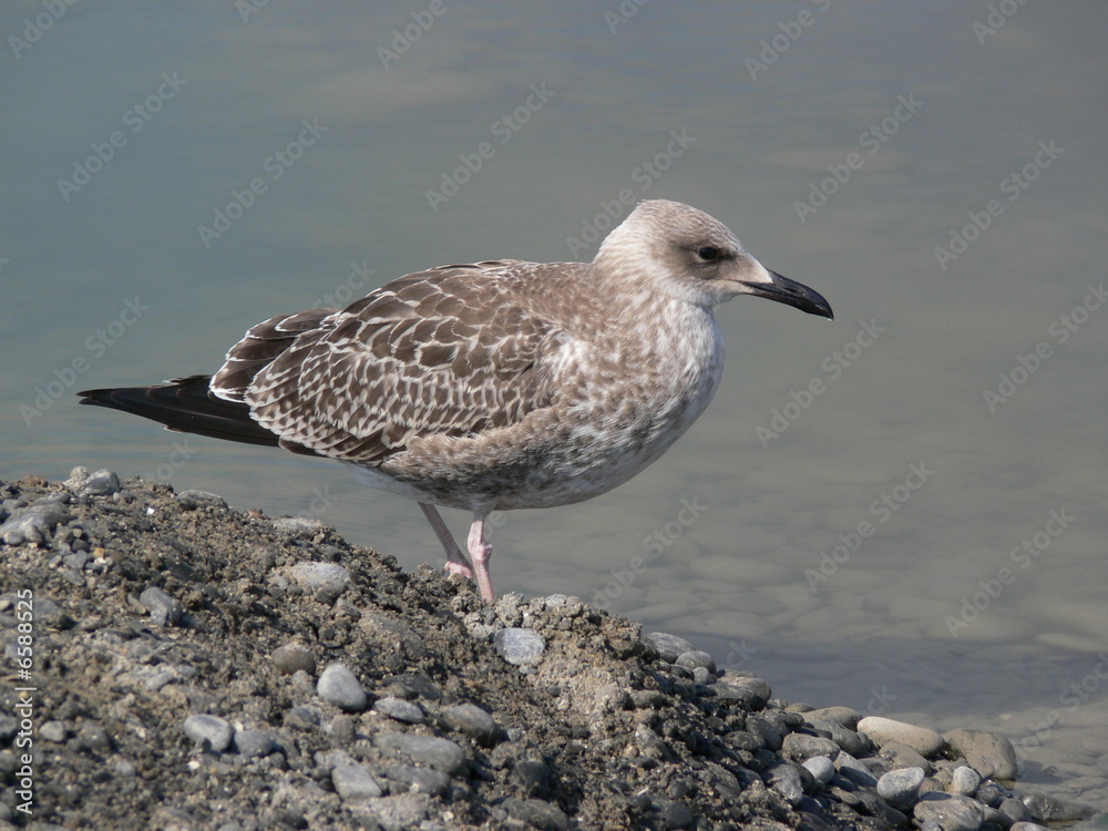 A sea gull in profile at the sea A sea gull in profile at the sea