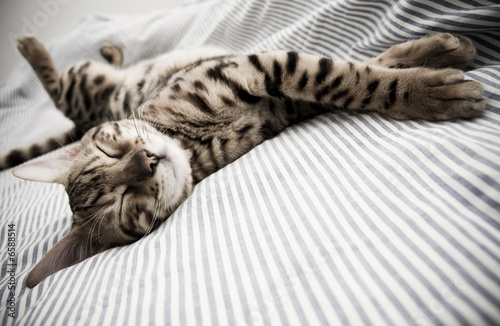 Fotografie, Obraz cat asleep