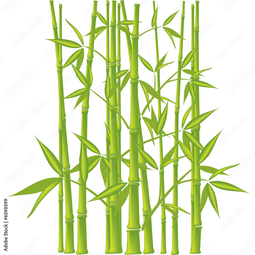 Fototapeta premium Bamboo, illustration (mesh)