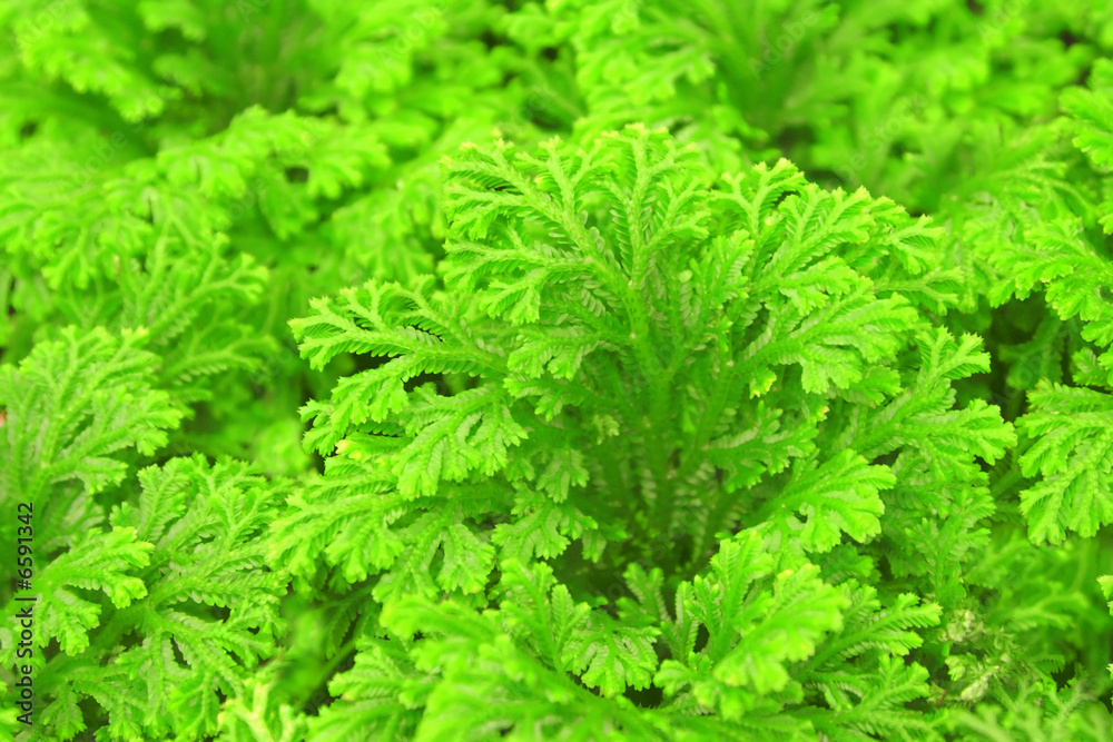 Selaginella Selaginella