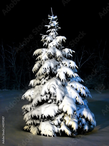 up close snow pine at night