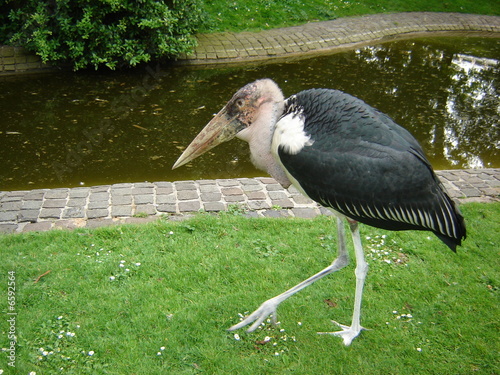Obraz na płótnie Vogel