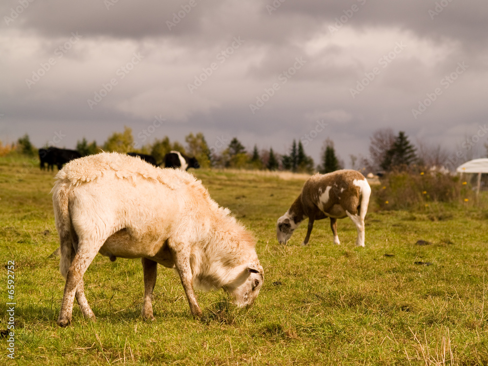 Sheep grazing in a field