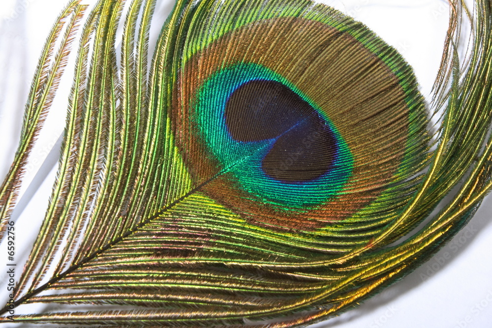Naklejka premium Feather of the peacock, the peacock eye
