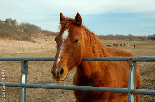 Horse