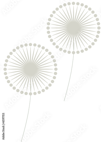 Motif graines
