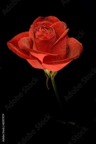 single flower roses