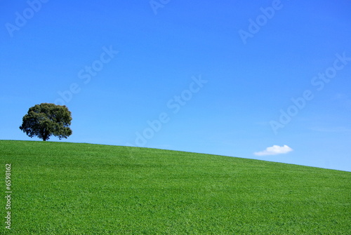 Isolated tree in the green field. 