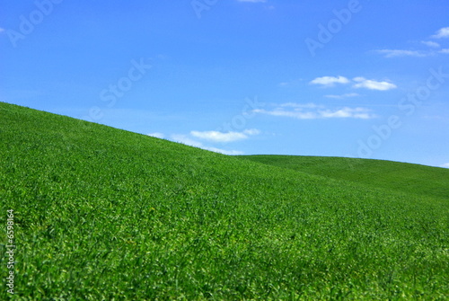 Field of green wheat.