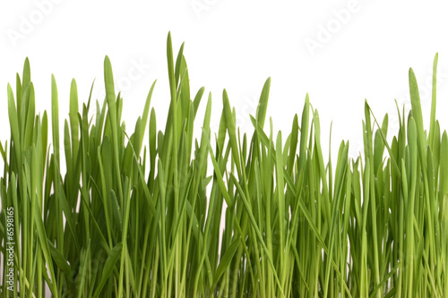 Young juicy green grass on a white background