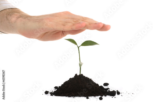 business men holding a plant between hands on white