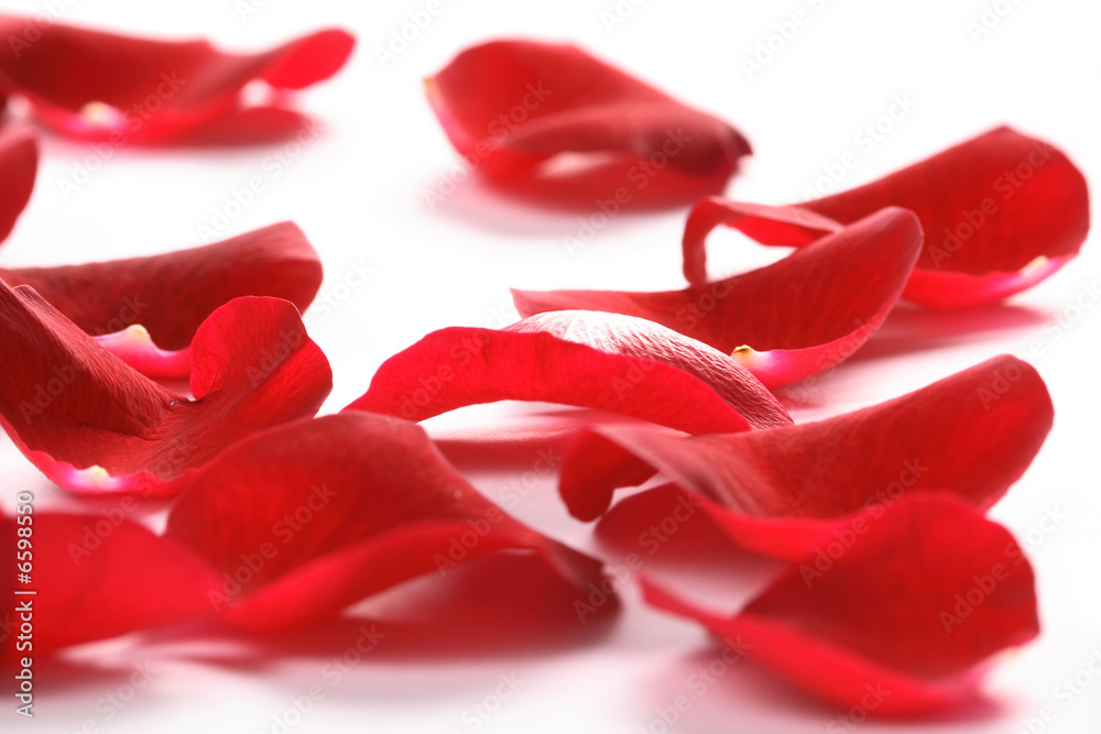 Fototapeta premium Petals of a rose, on a white background.