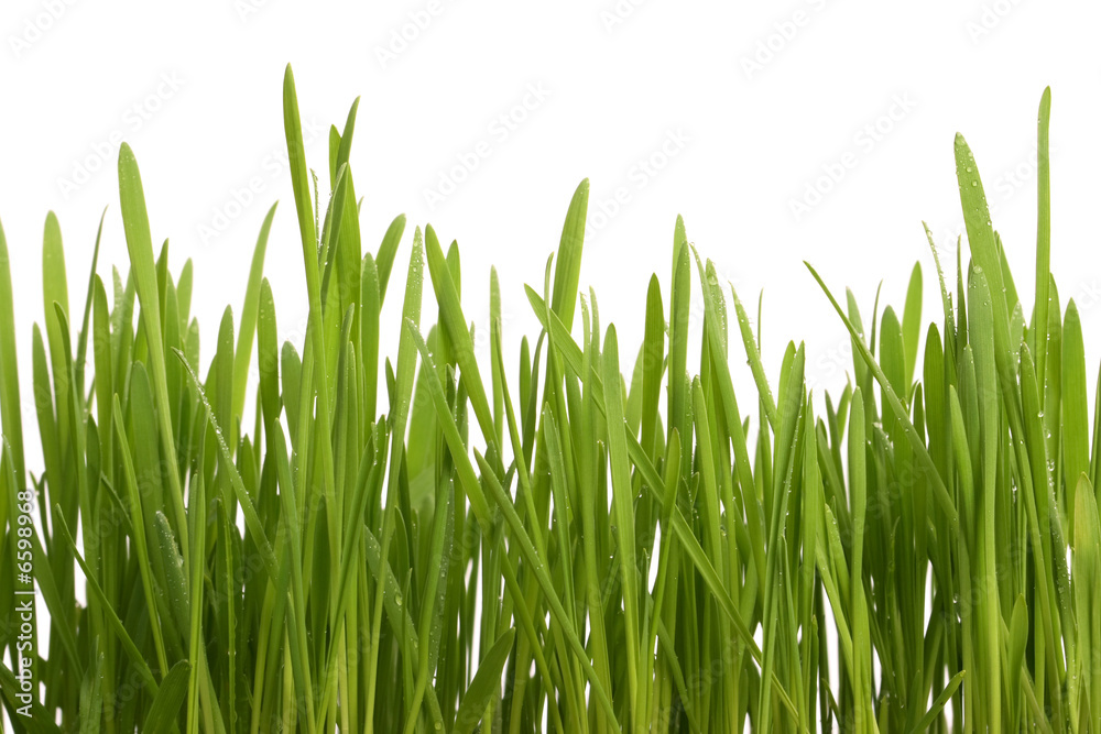 Green young grass with drops of morning dew Green young grass with drops of morning dew