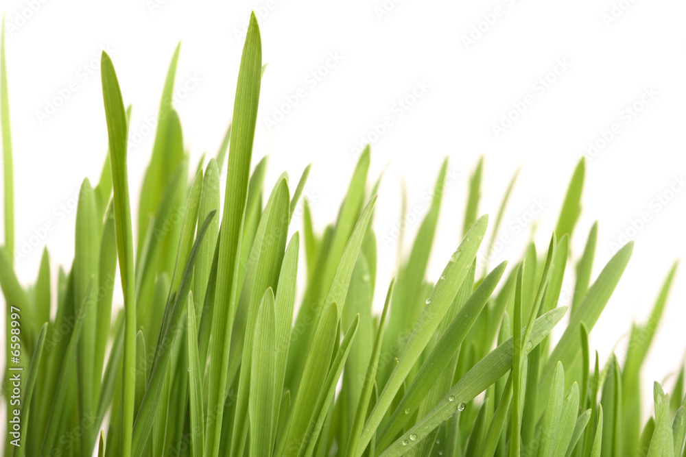 Green young grass with drops of morning dew Green young grass with drops of morning dew