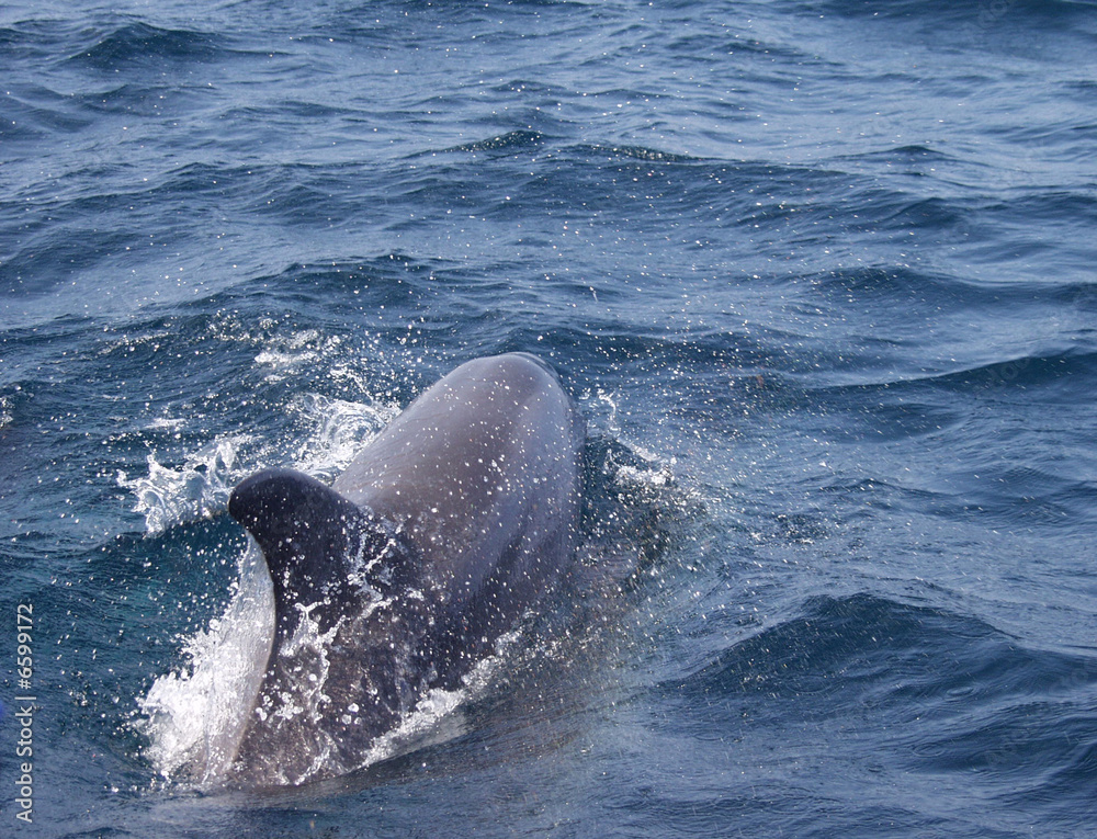 Obraz premium Delfin