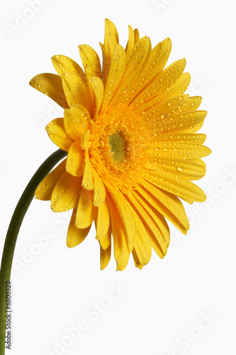 beautiful yellow flower petals closeup  path