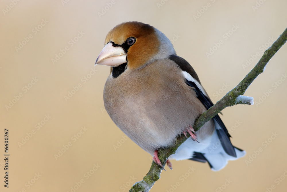 Obraz premium Coccothraustes coccothraustes