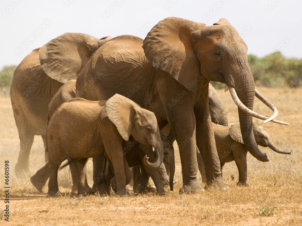 Naklejka premium Elefanten