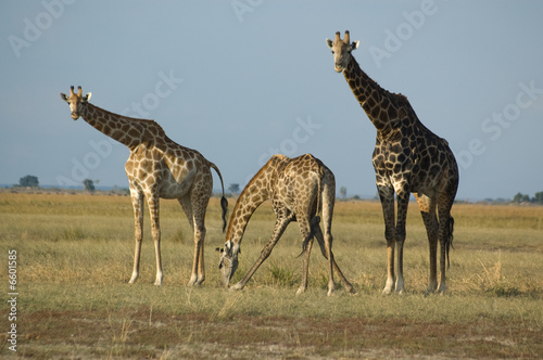 Photography Drinking giraffes