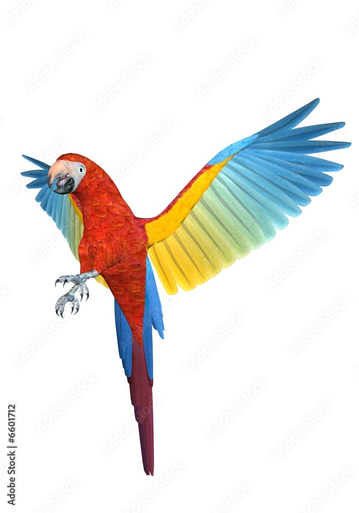 Fototapeta premium Ara