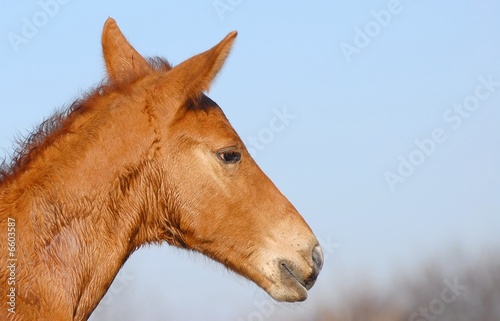poulain foal © muro