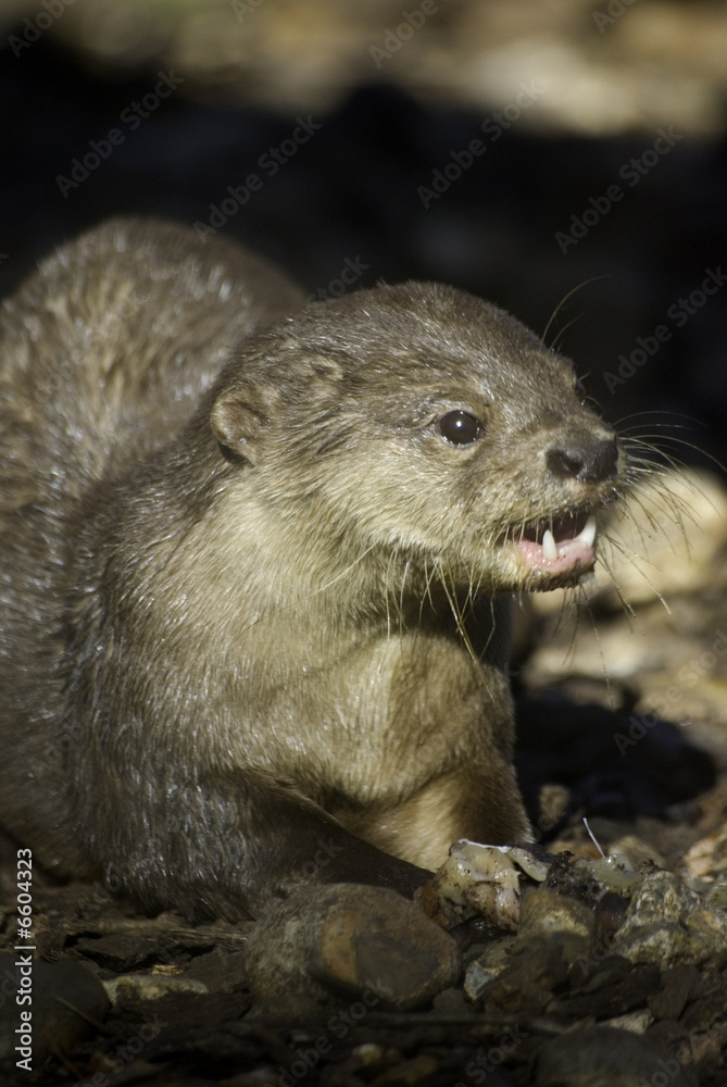 otter