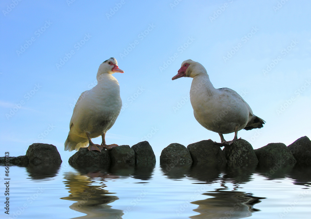 Fototapeta premium Muscovy Ducks on Water