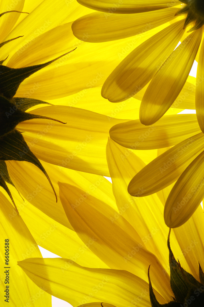 Fototapeta premium Żółte kwiaty tło