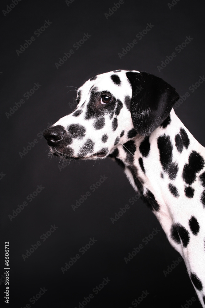 dalmatiner hund  schnauze schlappohr schwarz weiß