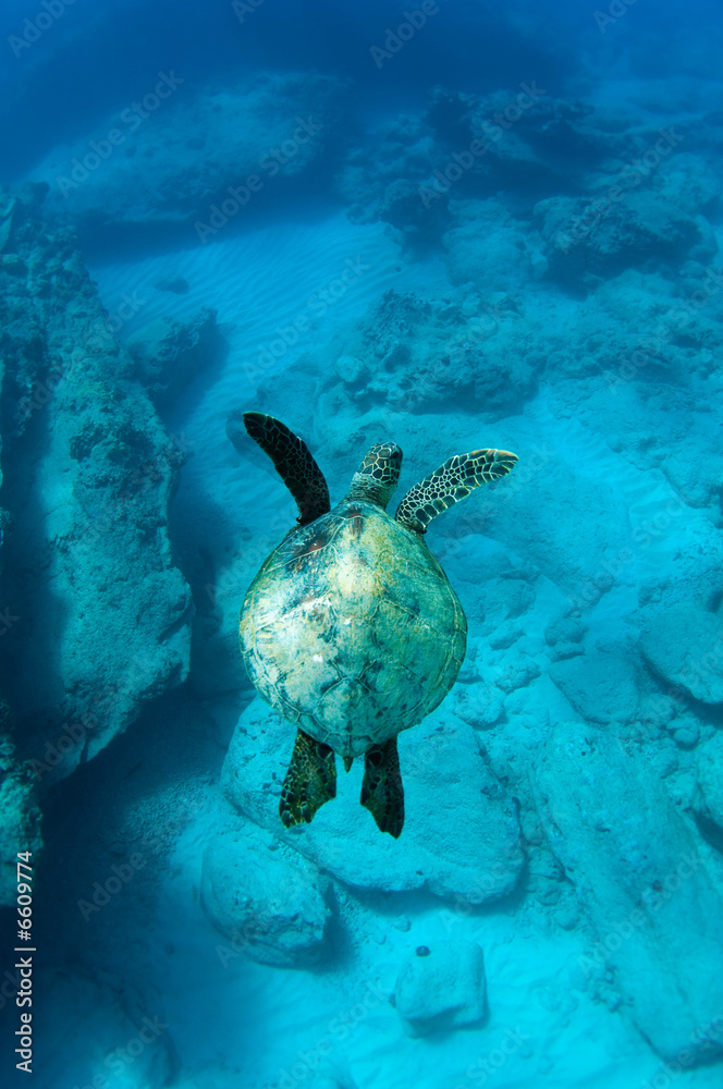 Obraz premium giant sea turtle