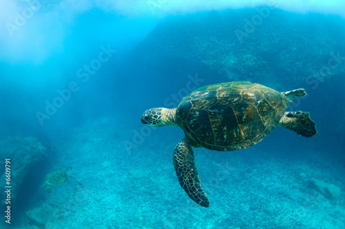 endangered sea turtle © NorthShoreSurfPhotos