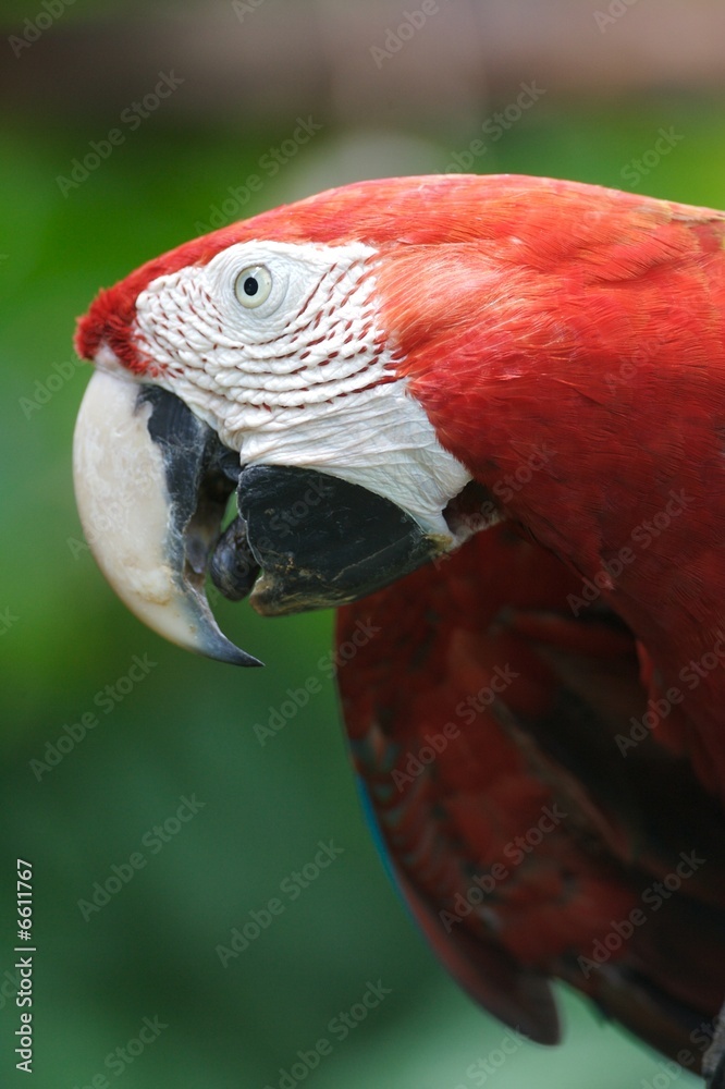Obraz premium Scarlet Macaw