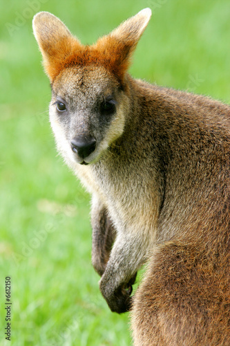 Australian Wallaby © Kitch Bain