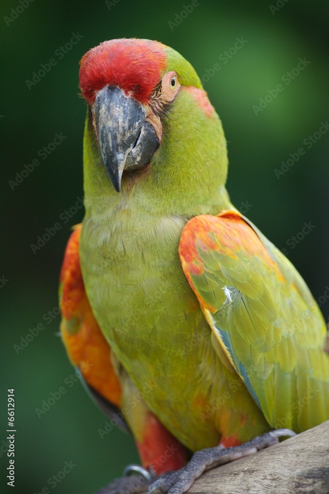 Red Cheeked Macaw Red Cheeked Macaw