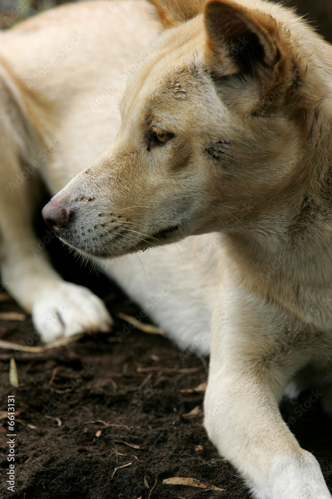 Australian Dingo