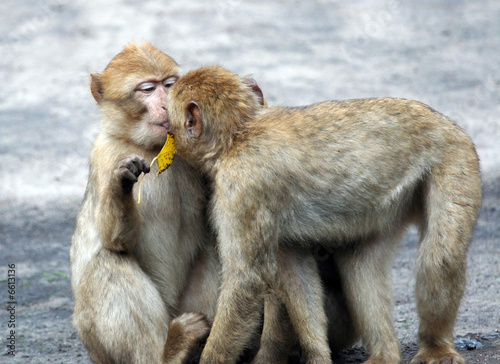 Baby monkeys kissing