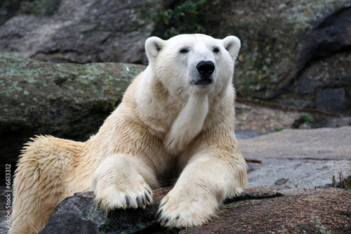 Fototapeta Naklejka Na Ścianę i Meble -  White polar bear portrait