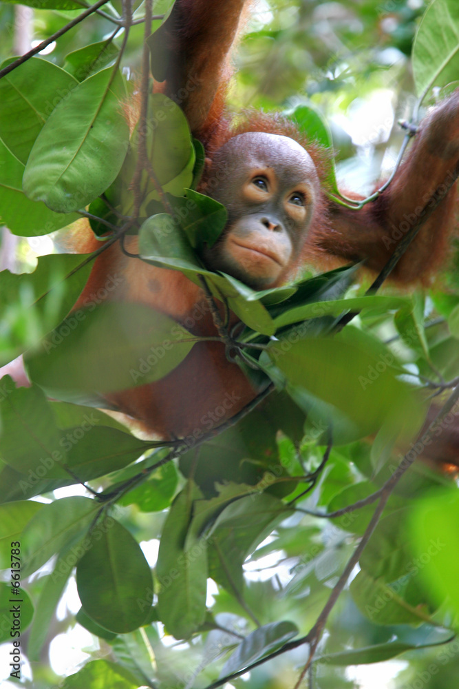 Obraz premium Orangutan
