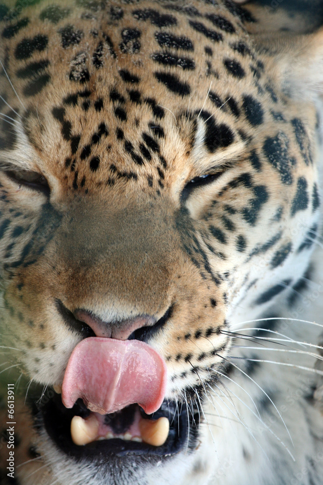 Obraz premium Leopard licking lips