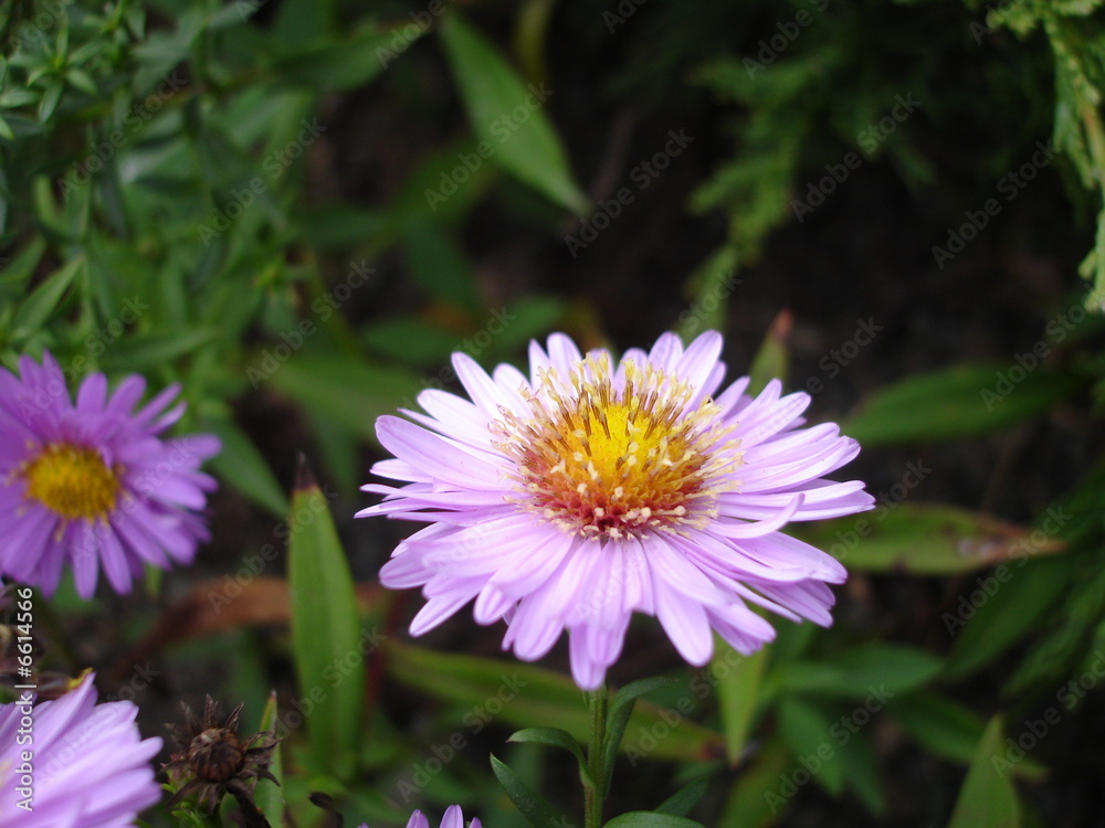 Obraz premium Fresh Flower